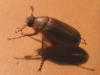 Rhizotrogus sp.